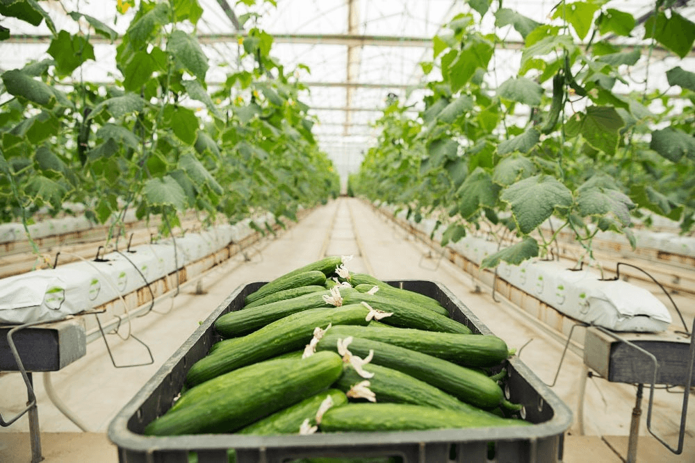 Agricultural Products